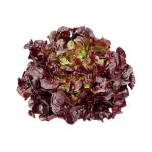 Armela Red Oakleaf 300g