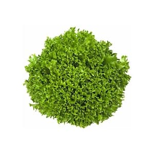 Armela Frisee 300g