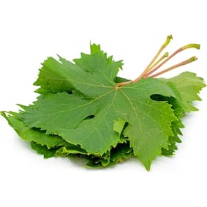 Grape Vine Leaves Pack 225g