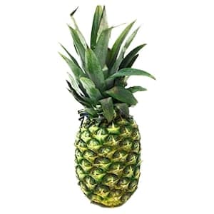 Pineapple Premium Honey Glow