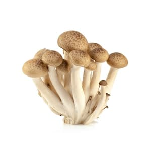 Brown Shimeji Mushroom