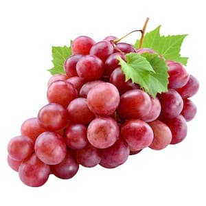 Red Seedless Grapes Import