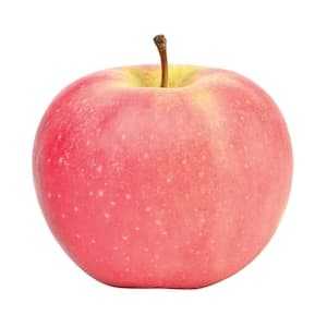 Apple Fuji Premium