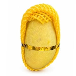 Mango Elephant Yellow